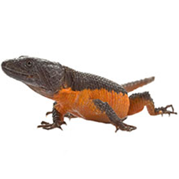 Flame Belly Girdle Tail Lizard