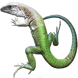 Green Ameiva Lizard