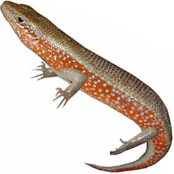 African Red-sided Skink Lizard