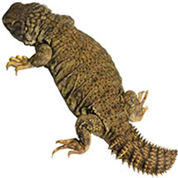 Mali Uromastyx Lizard