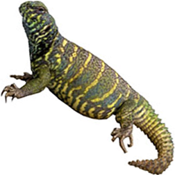 Ornate Uromastyx Lizard
