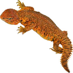 Red Niger Uromastyx Lizard
