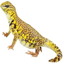 Yellow Niger Uromastyx Lizard