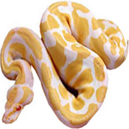 Albino Ball Python