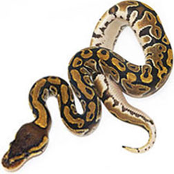 Common Ball Python
