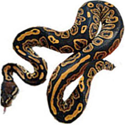 Black Pastel Ball
