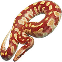 Blood Ball Python