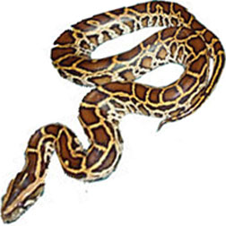 Burmese Ball Python
