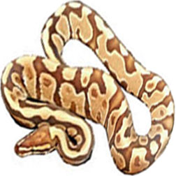 Fire Ball Python Snake
