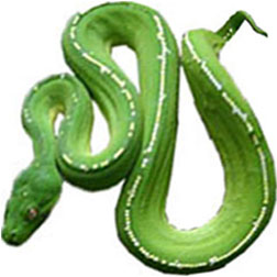 Green Tree Ball Python