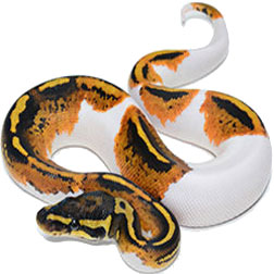 Piebald Ball Python