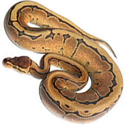 Pinstripe Ball Python