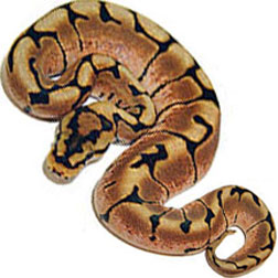 Spider Ball Python