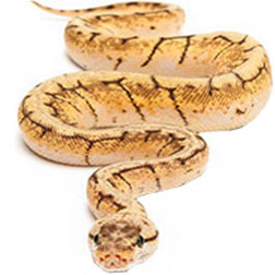 Spinner Ball Python