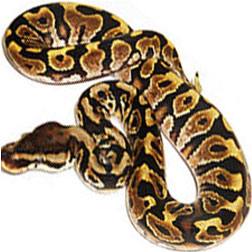 Woma Ball Python