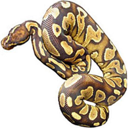 Yellow Bellied Ball