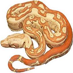 Boa Snake Species