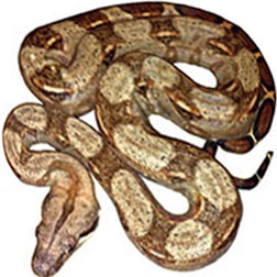 Hog Island Boa Snake