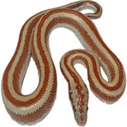 Rosy Boa Snake