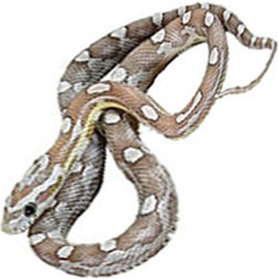 Black Albino Motley Corn Snake
