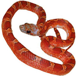 Blood Red Corn Snake