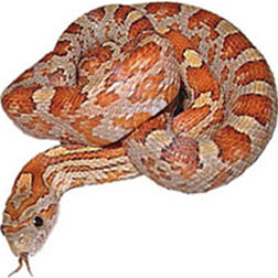 Caramel Blood Corn Snake