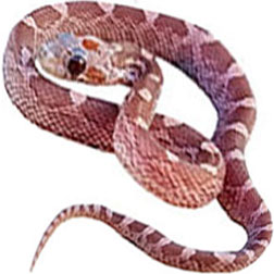 Lavender Blood Red Corn Snake