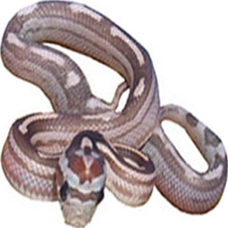 Lavender Motley Corn Snake