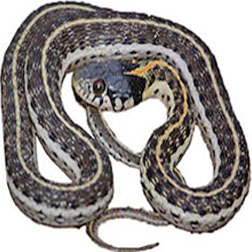  Garter Snake Species