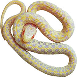 Albino Checkered Garter Snake