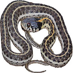Black Necked Garter Snake