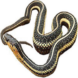 Northern Garter Snake