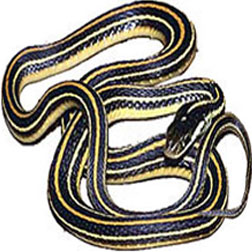 Ribbon Garter Snake