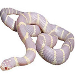 Albino California King Snake