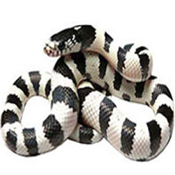 Black & White California King Snake