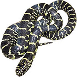 Florida King Snake