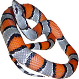 Gray Banded King Snake
