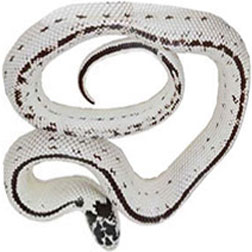 High White California King Snake