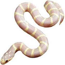 Ruby Eye Lavender King Snake