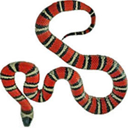 Thayer's King Snake