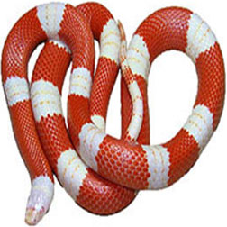 Albino Sinaloan Milk Snake