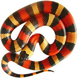 Apricot Pueblan Milk Snake