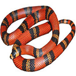 Honduran Milk Snake