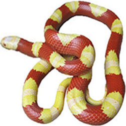 Nelson's Milk Snake