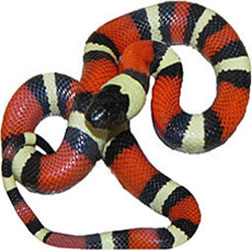 Pueblan Milk Snake
