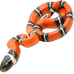 Sinaloan Milk Snake