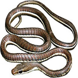 Bronzeback Snake