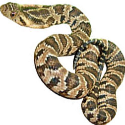 False Water Cobra Snake