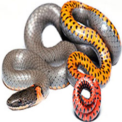 Ringneck Snake