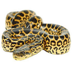 Yellow Anaconda Snake